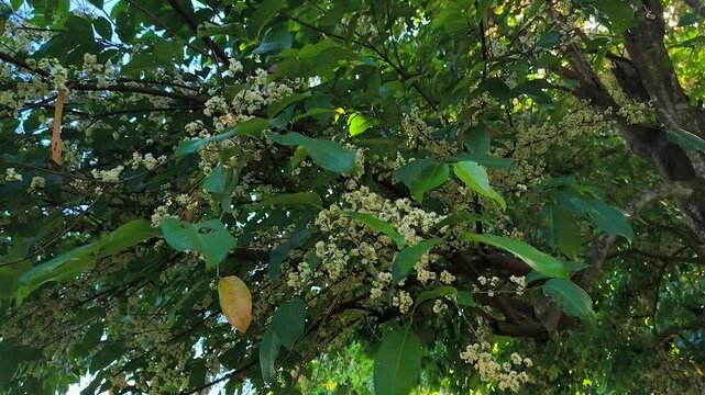 the flower that blooms from the salam tree or Syzygium polyanthum, bay leaves