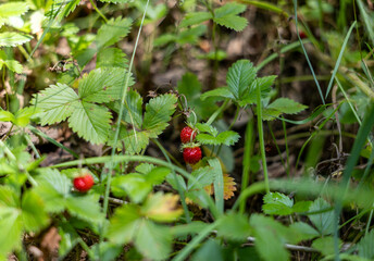 Ripe wild strawberries peeking through tall summer grass. A natural forest treat hidden among green blades