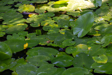 Still pond covered with glossy dark green lily pads and blooming yellow water lilies. Tranquil...