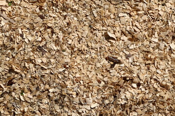 Wood Chips Texture with Tiny Plants and organic material