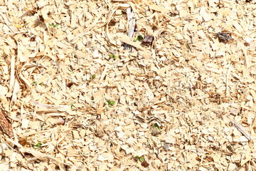Wood Chips Texture with Tiny Plants and organic material