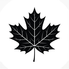 Stylized black maple leaf silhouette with white veins on a white background