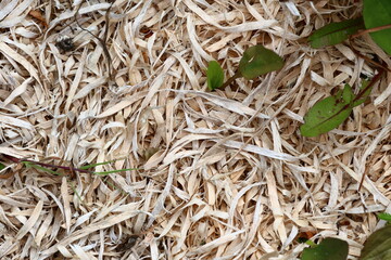 Wood Chips Texture with Tiny Plants and organic material