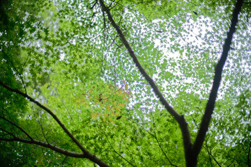 Japanese Maple leaves natural bokeh background