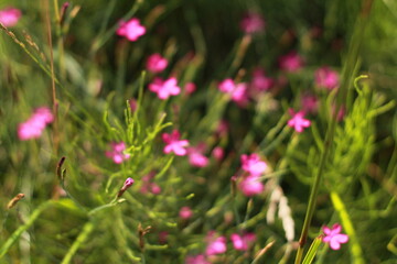 pink cosmos flowers