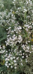 Small white wild flowers