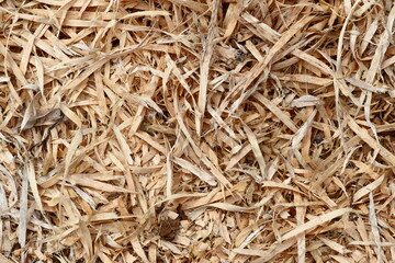 Wood Chips Texture with Tiny Plants and organic material
