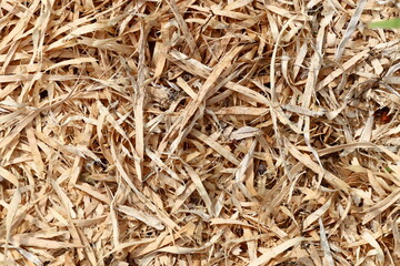 Wood Chips Texture with Tiny Plants and organic material