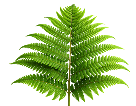 3D Render of Single Lush Green Fern Frond with Detailed Leaves, isolated on transparent background PNG