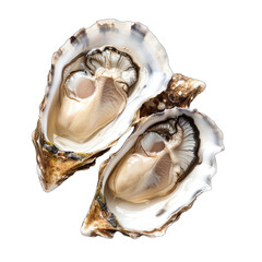 Naklejka premium Two open oysters, showing the interior