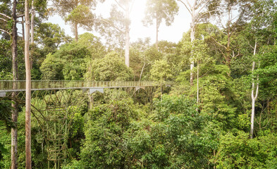 View of canopy walkway in Sepilok, Borneo, Malaysia.