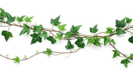 Ivy vine with green leaves isolated in white background, decorative border