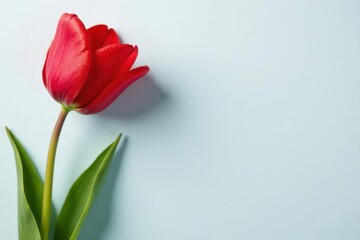 Bright red tulip blossom angled across pale gray backdrop , red tulip, vibrant, pale