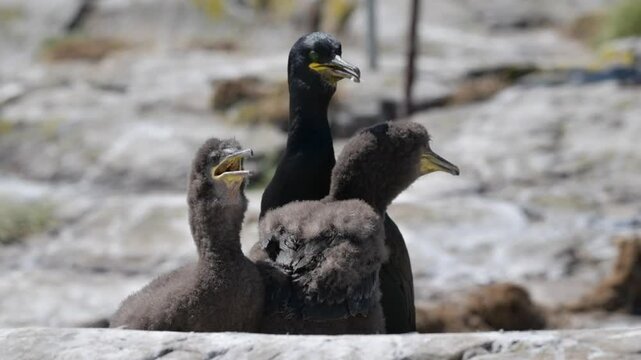 Cormorant with Chicks