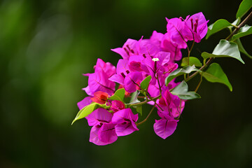 Fototapeta premium Vibrant Magenta Bougainvillea Blossoms: Lush Green Foliage, Soft Light, Tropical Mood