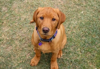 Fox Red Labrador puppy on grass