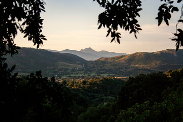 Silhouetted plants in sunlight