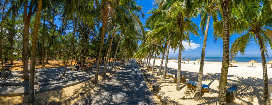 Coconut palm trees in Wushi Town,
