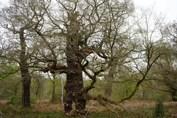 Fototapeta premium Gnarled ancient oak tree in Sherwood Forest, Edwinstowe, Nottinghamshire during early spring.