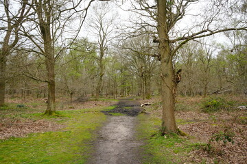 Explore the beautiful woodland trail through ancient trees in Sherwood Forest, Edwinstowe, Nottinghamshire. Immerse yourself in nature and tranquility.