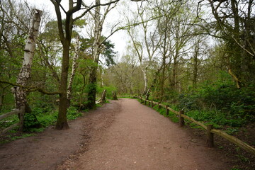 Scenic woodland walking trail through birch trees in Sherwood Forest, Edwinstowe, Nottinghamshire.