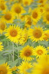 Obraz premium ひまわり畑の元気なヒマワリの花 縦