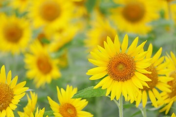 ひまわり畑の鮮やかなヒマワリの花