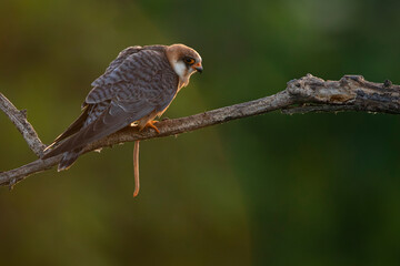 adult female red-footed falcon (Falco vespertinus) perching on a branch carrying an earth worm, found in Hortobagy National Park