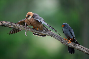 male red-footed falcons (Falco vespertinus) feeding the female with a earth worm as a bridal gift