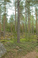 Naklejka premium The historical Hevonniemi quarry of Pyterlahti, where red granite quarry was excavated in 1820-30s, Virolahti, Finland.