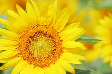 Fototapeta premium ひまわりの花のアップで夏イメージ