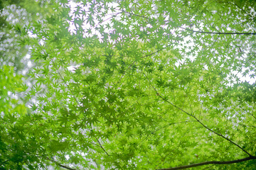 Japanese Maple leaves natural bokeh background