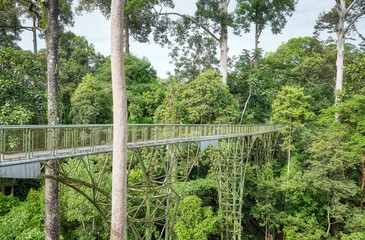 View of canopy walkway in Sepilok, Borneo, Malaysia.