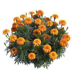 A lush bush of vibrant orange marigold flowers with green foliage