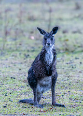 Young Eastern Grey Kangaroo in rain