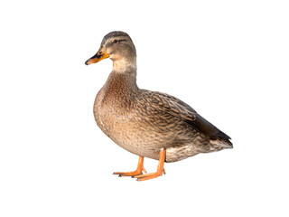 female mallard duck isolated on white background