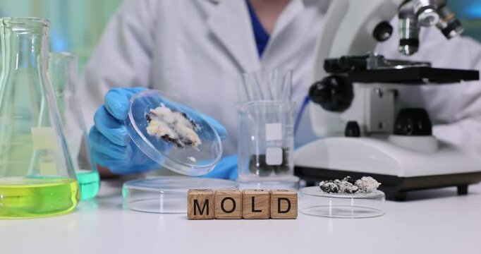 A dedicated scientist carefully studies various mold samples under a powerful microscope in a modern laboratory setting