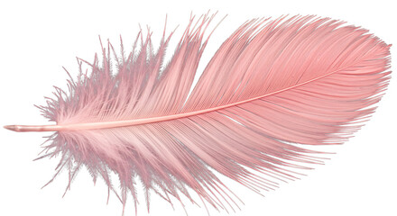 Delicate soft pink feather with intricate barbs and fluffy downy base isolated on white background