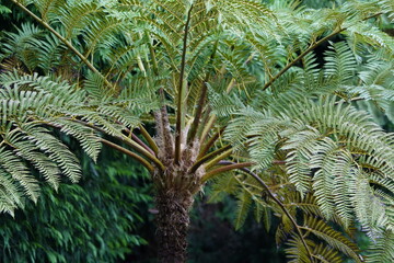 Madeira ferns on the island of Madeira, Portugal.