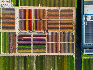 Aerial footage of a vibrant flower farm with colorful tulip rows, greenhouses, parking lots, and...