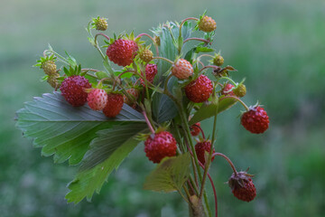 Bush of wild forest strawberry on blurred green background