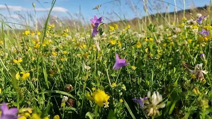 Camera moves through tall grass with bright yellow flowers and purple bellflowers under a sunny blue sky