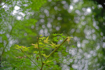 Japanese Maple leaves natural bokeh background