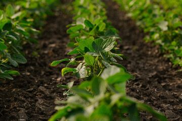 Close-up view of neat rows of soybean plants in an agricultural field illuminated by the warm light of sunrise. Growth and sustainable farming.