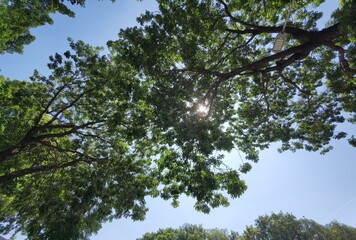 the sunlight through some large-scale canopies photo taken from a bottom-up perspective