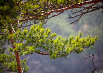 Pine trees forest in inner Chilbo hills, North Hamgyong, Chilbosan, North Korea