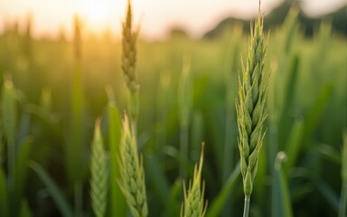 Fototapeta premium Getting up close and personal with their crops. High quality