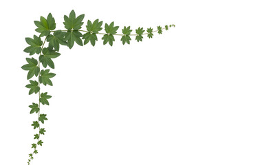 Green vine with star shaped leaves forming a corner border on white background