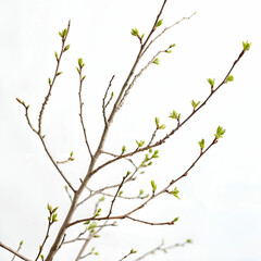 Fototapeta premium minimal tree branch with tiny buds white background