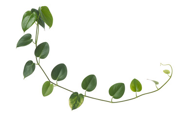 Green heart shaped leaves of a tropical plant vine on a white background